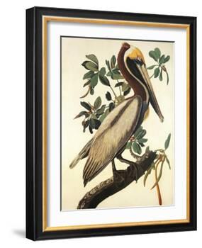 Brown Pelican-John James Audubon-Framed Art Print