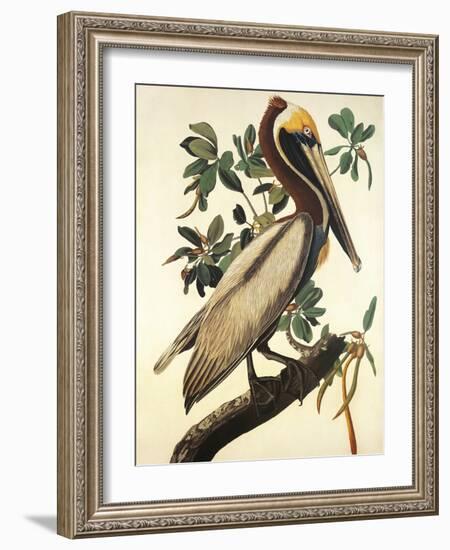 Brown Pelican-John James Audubon-Framed Premium Giclee Print