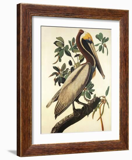 Brown Pelican-John James Audubon-Framed Premium Giclee Print