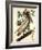 Brown Pelican-John James Audubon-Framed Premium Giclee Print