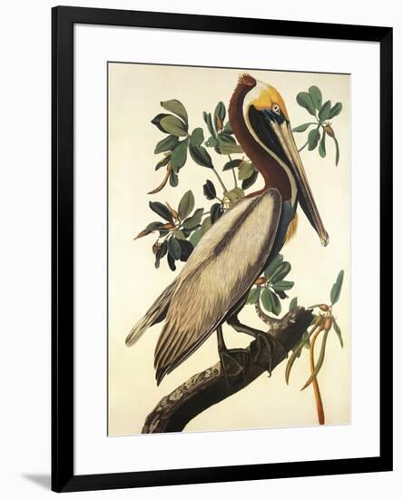 Brown Pelican-John James Audubon-Framed Premium Giclee Print