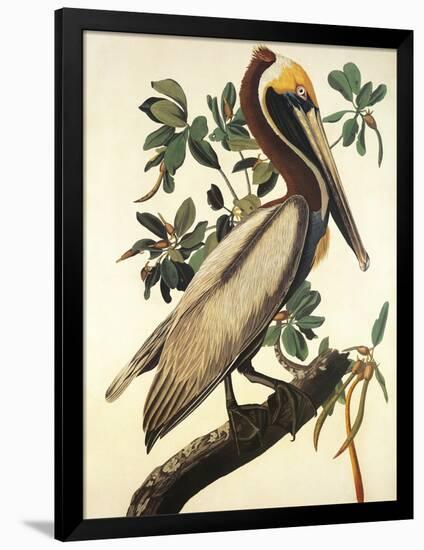 Brown Pelican-John James Audubon-Framed Premium Giclee Print