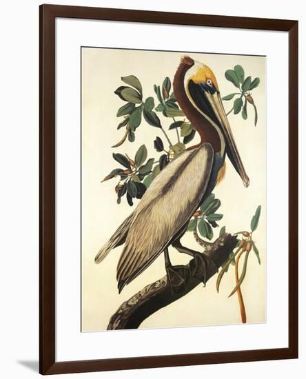 Brown Pelican-John James Audubon-Framed Premium Giclee Print