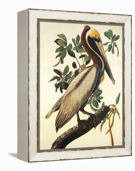 Brown Pelican-John James Audubon-Framed Stretched Canvas