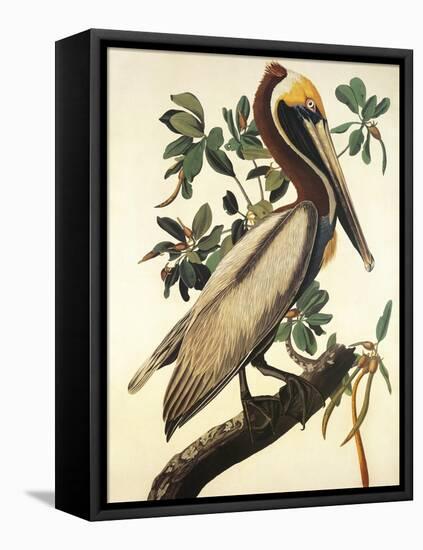 Brown Pelican-John James Audubon-Framed Stretched Canvas