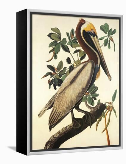 Brown Pelican-John James Audubon-Framed Stretched Canvas