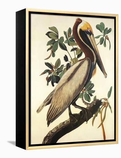 Brown Pelican-John James Audubon-Framed Stretched Canvas