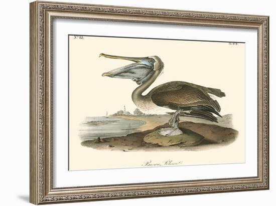 Brown Pelican-John James Audubon-Framed Art Print