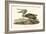 Brown Pelican-John James Audubon-Framed Art Print