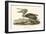 Brown Pelican-John James Audubon-Framed Art Print