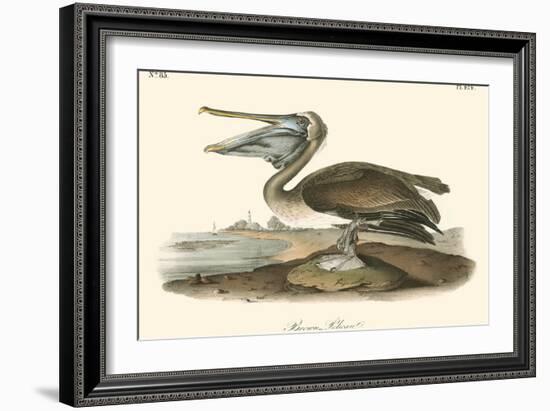 Brown Pelican-John James Audubon-Framed Art Print