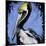 Brown Pelican-null-Mounted Art Print