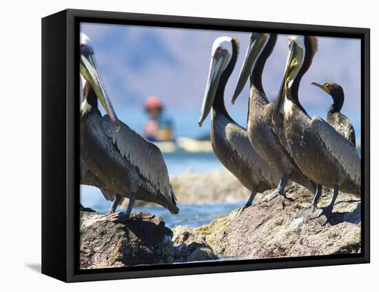 Brown Pelicans and Double-Crested Cormorant, Punta Baja, Isla Carmen, Baja, Sea of Cortez, Mexico-Gary Luhm-Framed Premier Image Canvas