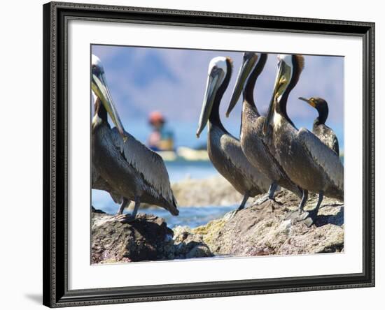 Brown Pelicans and Double-Crested Cormorant, Punta Baja, Isla Carmen, Baja, Sea of Cortez, Mexico-Gary Luhm-Framed Photographic Print