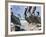 Brown Pelicans and Double-Crested Cormorant, Punta Baja, Isla Carmen, Baja, Sea of Cortez, Mexico-Gary Luhm-Framed Photographic Print