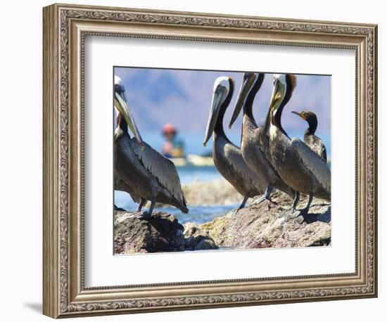 Brown Pelicans and Double-Crested Cormorant, Punta Baja, Isla Carmen, Baja, Sea of Cortez, Mexico-Gary Luhm-Framed Photographic Print