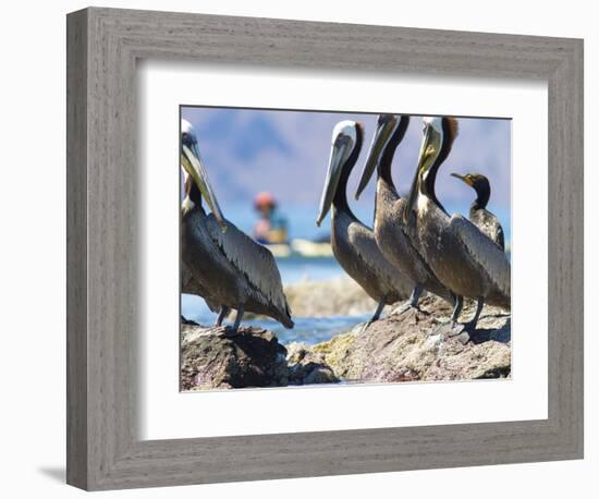 Brown Pelicans and Double-Crested Cormorant, Punta Baja, Isla Carmen, Baja, Sea of Cortez, Mexico-Gary Luhm-Framed Photographic Print