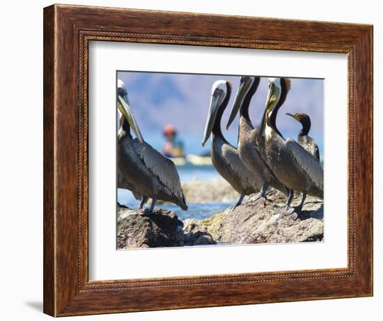Brown Pelicans and Double-Crested Cormorant, Punta Baja, Isla Carmen, Baja, Sea of Cortez, Mexico-Gary Luhm-Framed Photographic Print