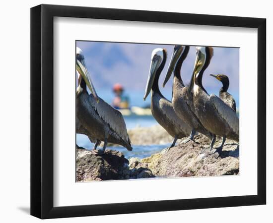 Brown Pelicans and Double-Crested Cormorant, Punta Baja, Isla Carmen, Baja, Sea of Cortez, Mexico-Gary Luhm-Framed Photographic Print