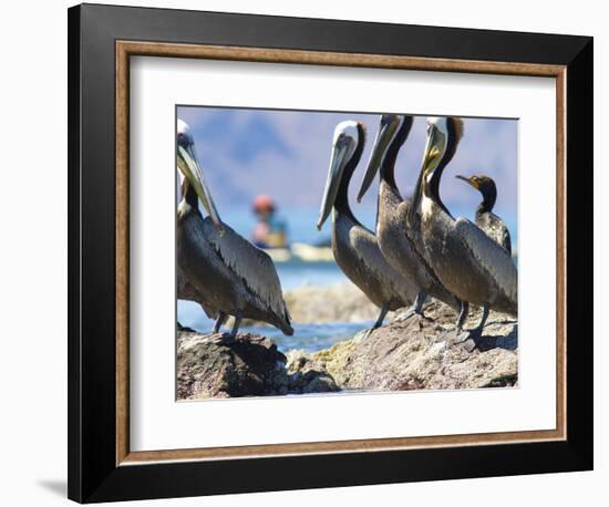 Brown Pelicans and Double-Crested Cormorant, Punta Baja, Isla Carmen, Baja, Sea of Cortez, Mexico-Gary Luhm-Framed Photographic Print