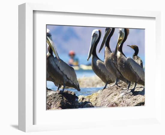 Brown Pelicans and Double-Crested Cormorant, Punta Baja, Isla Carmen, Baja, Sea of Cortez, Mexico-Gary Luhm-Framed Photographic Print