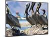 Brown Pelicans and Double-Crested Cormorant, Punta Baja, Isla Carmen, Baja, Sea of Cortez, Mexico-Gary Luhm-Mounted Photographic Print
