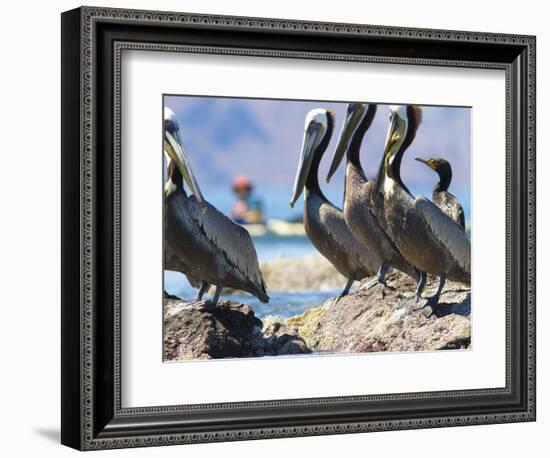 Brown Pelicans and Double-Crested Cormorant, Punta Baja, Isla Carmen, Baja, Sea of Cortez, Mexico-Gary Luhm-Framed Photographic Print