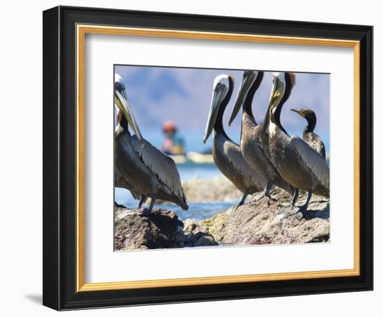 Brown Pelicans and Double-Crested Cormorant, Punta Baja, Isla Carmen, Baja, Sea of Cortez, Mexico-Gary Luhm-Framed Photographic Print