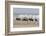 Brown Pelicans and Elegant Terns on the beach-Ken Archer-Framed Photographic Print