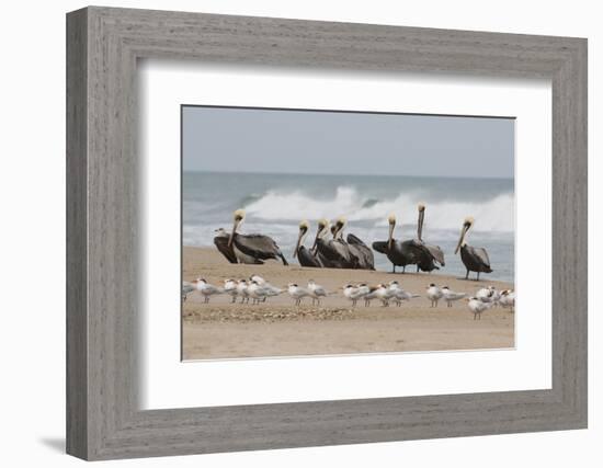 Brown Pelicans and Elegant Terns on the beach-Ken Archer-Framed Photographic Print