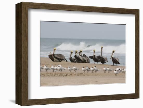 Brown Pelicans and Elegant Terns on the beach-Ken Archer-Framed Photographic Print
