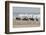 Brown Pelicans and Elegant Terns on the beach-Ken Archer-Framed Photographic Print