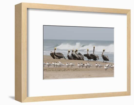 Brown Pelicans and Elegant Terns on the beach-Ken Archer-Framed Photographic Print