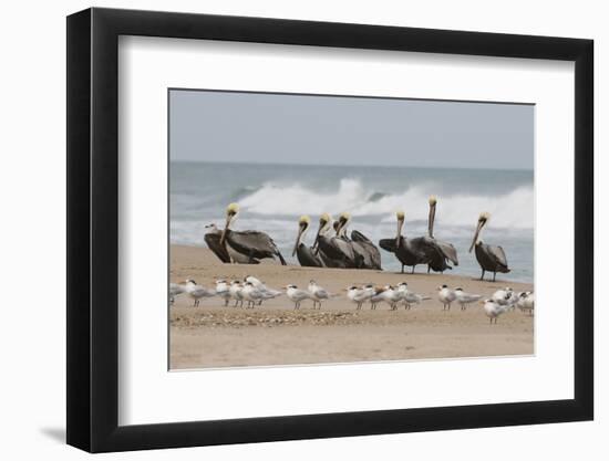 Brown Pelicans and Elegant Terns on the beach-Ken Archer-Framed Photographic Print