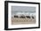 Brown Pelicans and Elegant Terns on the beach-Ken Archer-Framed Photographic Print