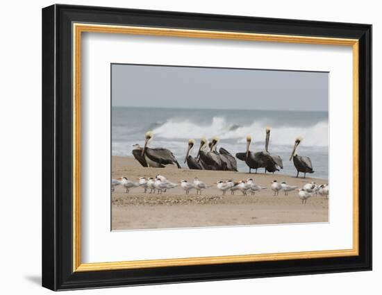 Brown Pelicans and Elegant Terns on the beach-Ken Archer-Framed Photographic Print