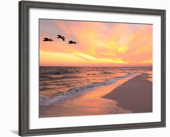 Brown Pelicans Flying in Formation at Sunset on Florida Beach-Steve Bower-Framed Photographic Print