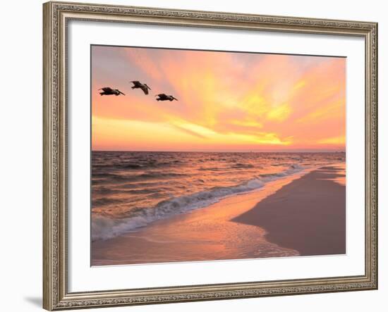 Brown Pelicans Flying in Formation at Sunset on Florida Beach-Steve Bower-Framed Photographic Print