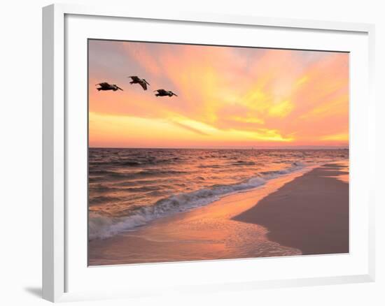 Brown Pelicans Flying in Formation at Sunset on Florida Beach-Steve Bower-Framed Photographic Print