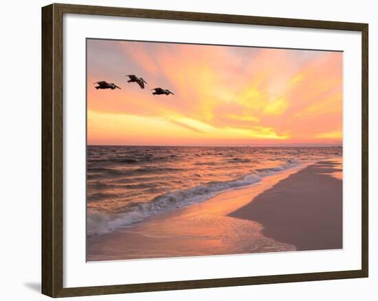 Brown Pelicans Flying in Formation at Sunset on Florida Beach-Steve Bower-Framed Photographic Print