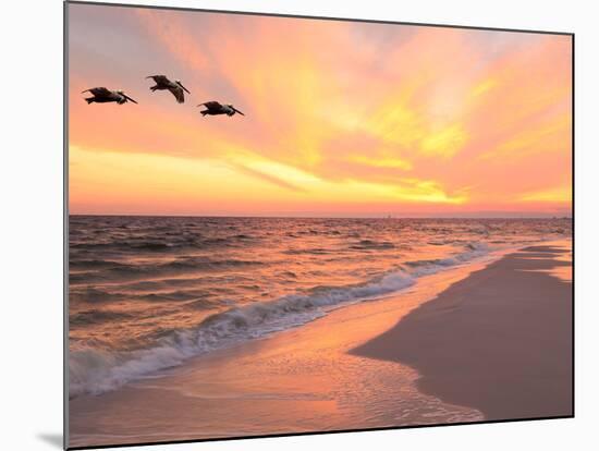 Brown Pelicans Flying in Formation at Sunset on Florida Beach-Steve Bower-Mounted Photographic Print