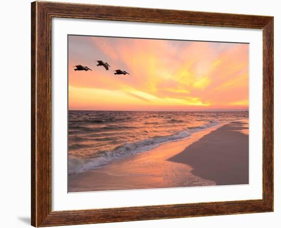 Brown Pelicans Flying in Formation at Sunset on Florida Beach-Steve Bower-Framed Photographic Print