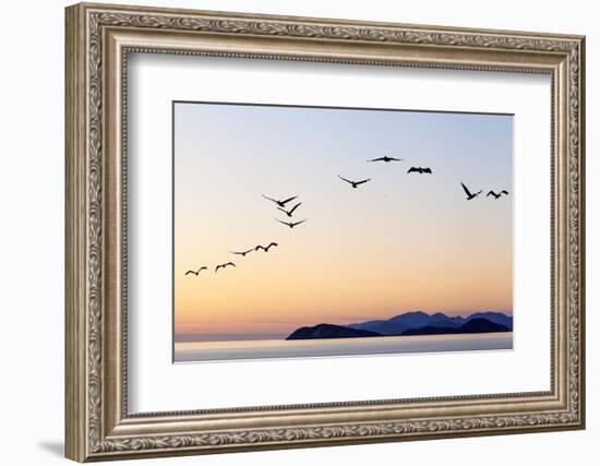 Brown pelicans flying with Islands beyond, Mexico-Claudio Contreras-Framed Photographic Print