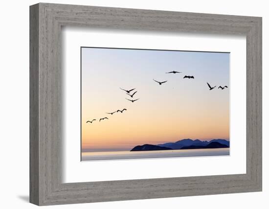 Brown pelicans flying with Islands beyond, Mexico-Claudio Contreras-Framed Photographic Print