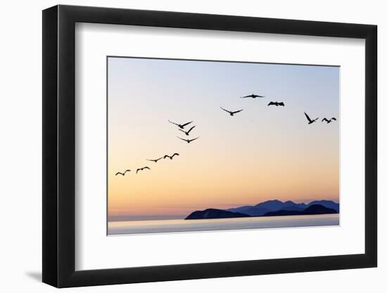 Brown pelicans flying with Islands beyond, Mexico-Claudio Contreras-Framed Photographic Print