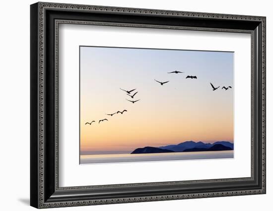 Brown pelicans flying with Islands beyond, Mexico-Claudio Contreras-Framed Photographic Print