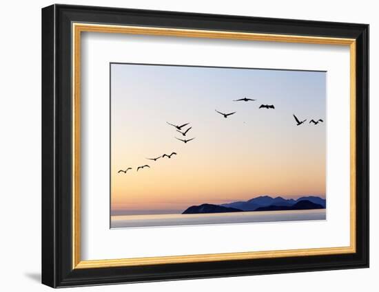 Brown pelicans flying with Islands beyond, Mexico-Claudio Contreras-Framed Photographic Print