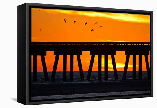 Brown Pelicans gliding over bridge at San Luis Pass, Galveston Island.-Larry Ditto-Framed Premier Image Canvas