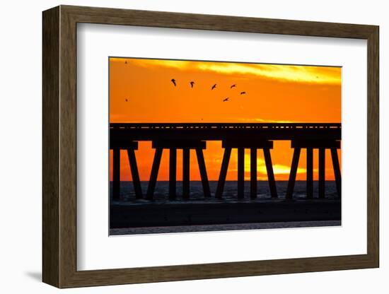 Brown Pelicans gliding over bridge at San Luis Pass, Galveston Island.-Larry Ditto-Framed Photographic Print