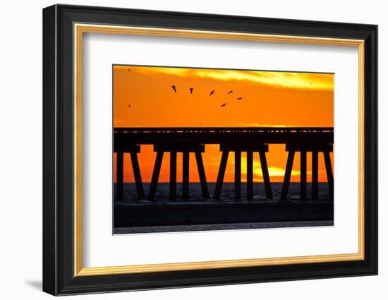 Brown Pelicans gliding over bridge at San Luis Pass, Galveston Island.-Larry Ditto-Framed Photographic Print